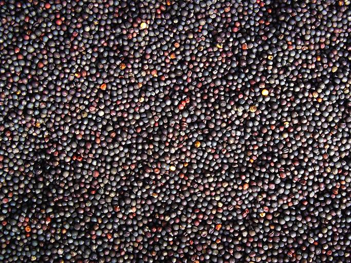 Рапс ОПТ фото 1