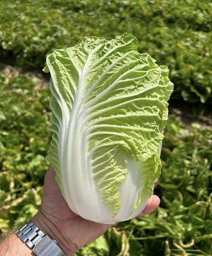 Пекинская капуста, свежая, опт фото 1