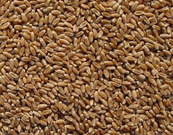 Пшеница 4 класс, урожай 2022/23 г фото 1