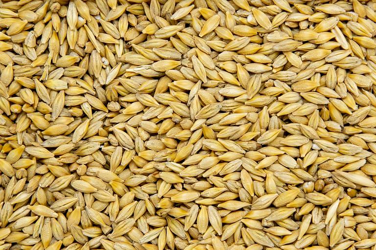 Ячмень ГОСТ фото 1