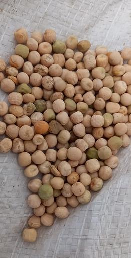 Горох кормовой ГОСТ фото 1