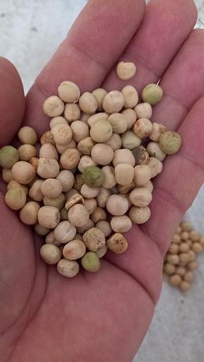 Горох кормовой ГОСТ фото 2