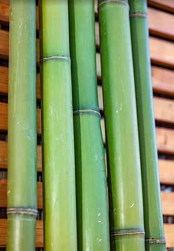 Ствол бамбука, 3м, зеленый, опт фото 2