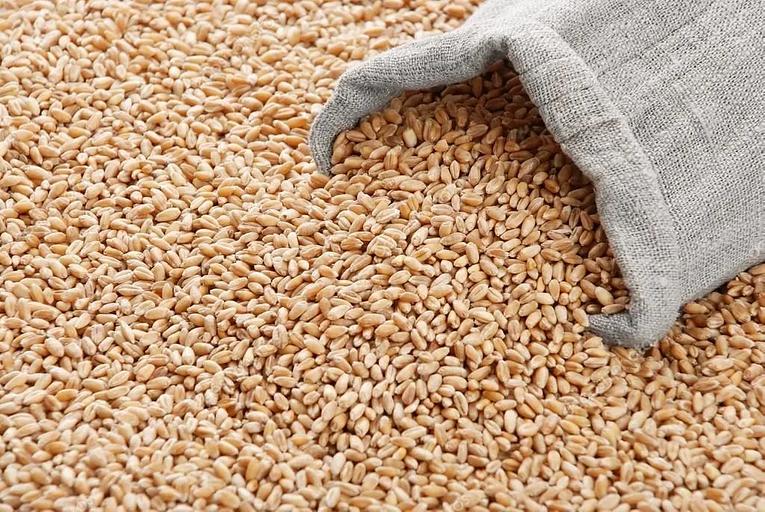 Пшеница 5 класс фото 1