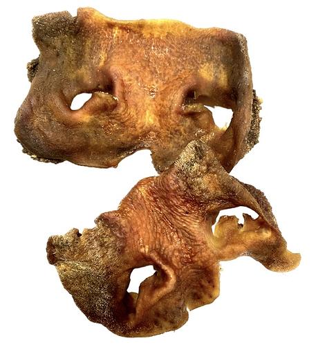 Нос говяжий лакомство для собак 1 кг ОПТ фото 2