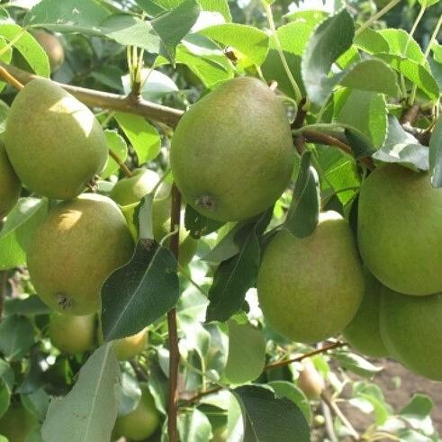 Саженцы плодовых культур — Груша «Декабринка», опт фото 1