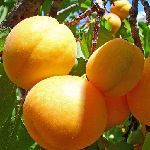 Саженцы плодовых культур — Абрикос «Медовый», опт фото 1