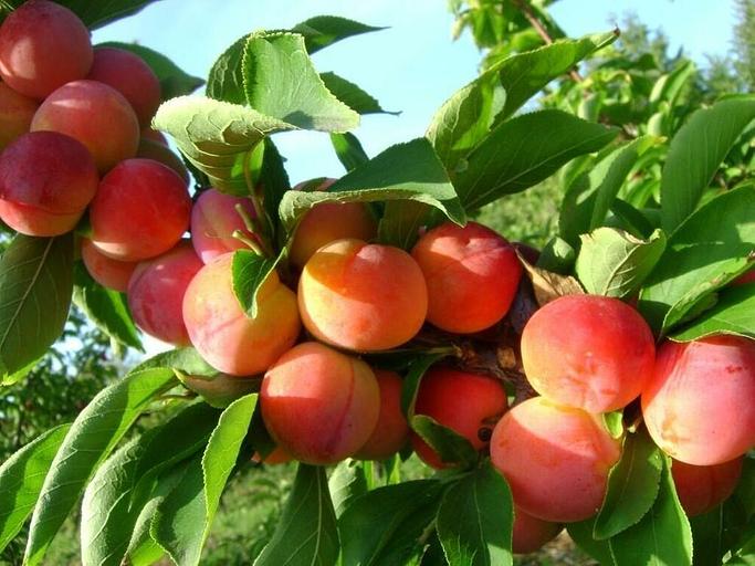Саженцы плодовых культур — Слива «Алтайская юбилейная», опт фото 1