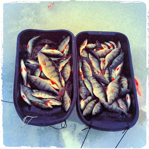 Санки пластиковые рыбацкие С-2У фото 3