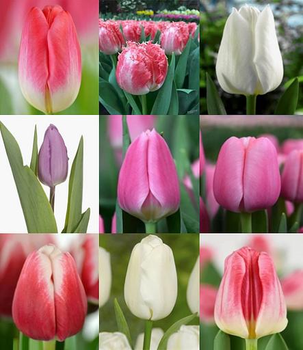 Тюльпаны в ассортименте фото 3