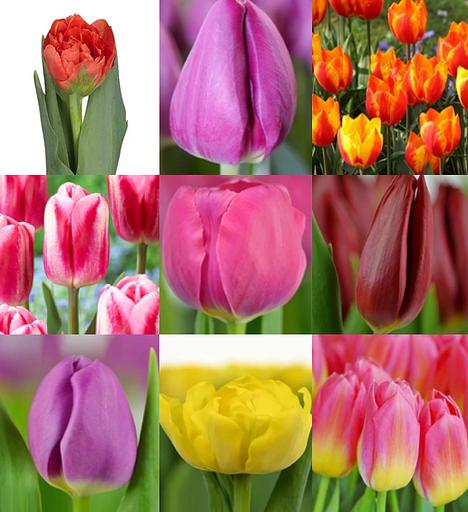 Тюльпаны в ассортименте фото 4