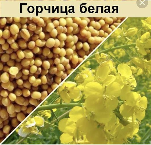 Семена горчицы (белая) АгроВектор «Рапсодия» фото 2