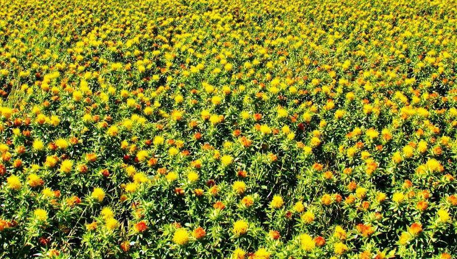 Зерновая культура Сафлор фото 2