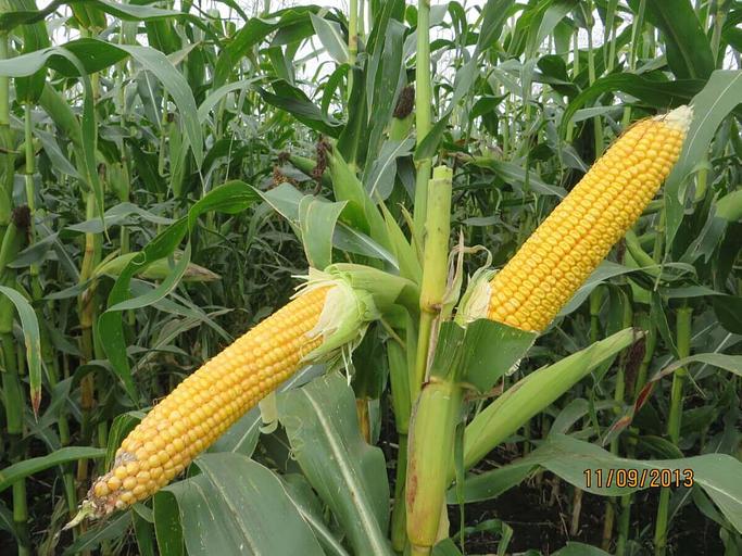 Семена кукурузы «Родник 179 СВ» мешок 1 п.е фото 2