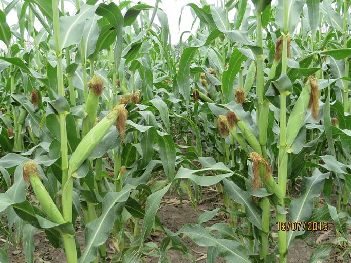 Семена кукурузы «Родник 180 СВ» мешок 1 п.е фото 2