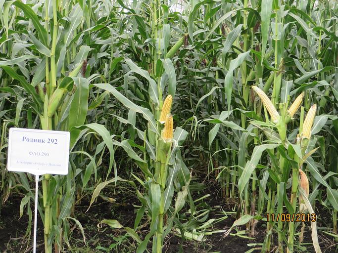 Семена кукурузы «Родник 292 МВ» мешок 1 п.е фото 2