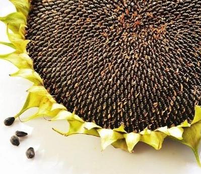 Семена подсолнечника гибрида Дункан ОПТ фото 1