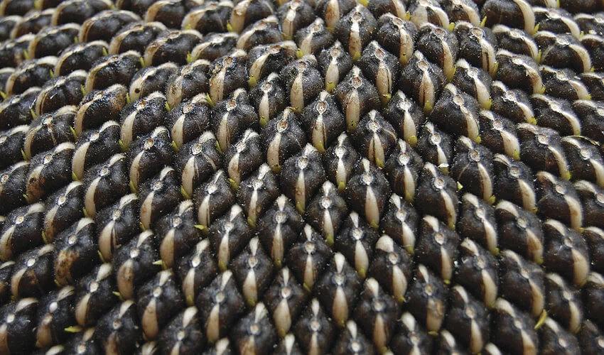 Семена подсолнечника гибрида Дункан ОПТ фото 2