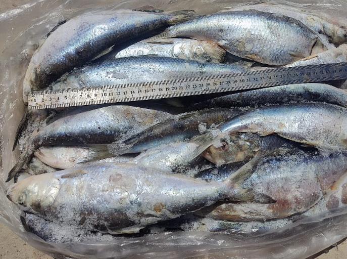 Пузанок каспийский (залом) икряной с/м 200-500 гр ОПТ фото 1