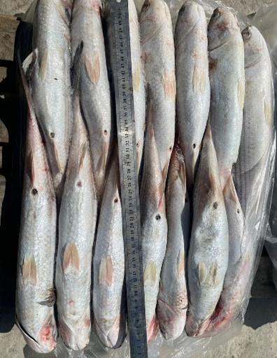 Кефаль каспийская 550 г ОПТ фото 1