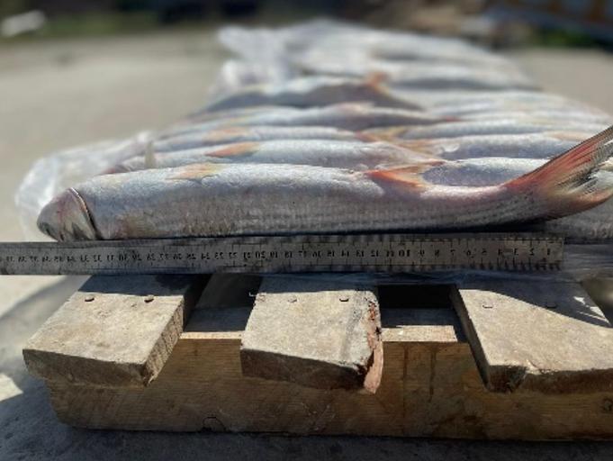 Кефаль каспийская 550 г ОПТ фото 3