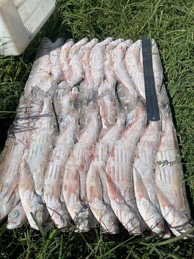 Чехонь каспийская икряная 20-30 см ОПТ фото 1