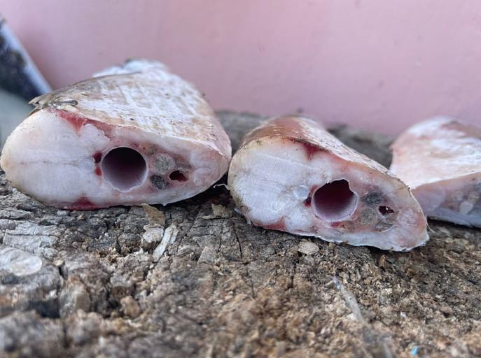 Чехонь каспийская икряная 20-30 см ОПТ фото 2