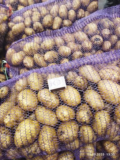 Картофель сорт Гулливер свежий, опт фото 1