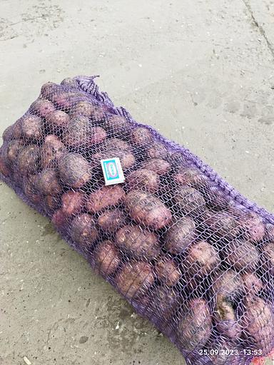 Картофель сорт Ред скарлетт свежий, опт фото 1