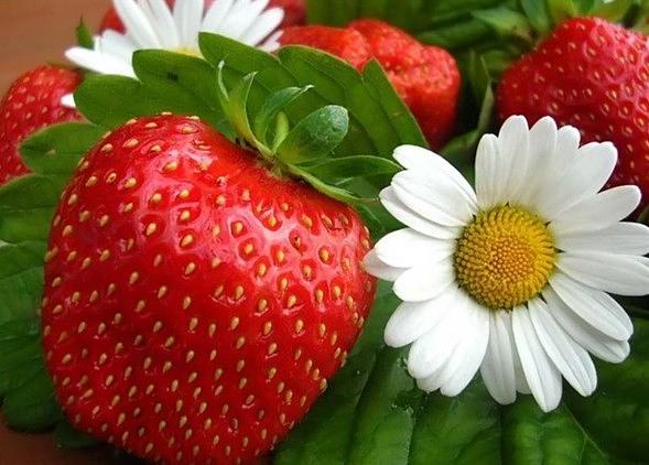 Клубничное пюре фото 1