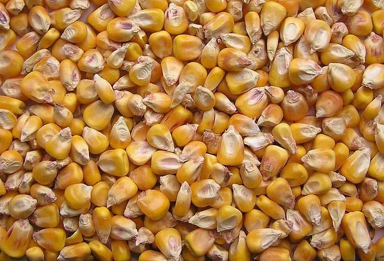 Фуражная кукуруза фото 1