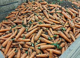 Морковь на переработку 3 сорт фото 1
