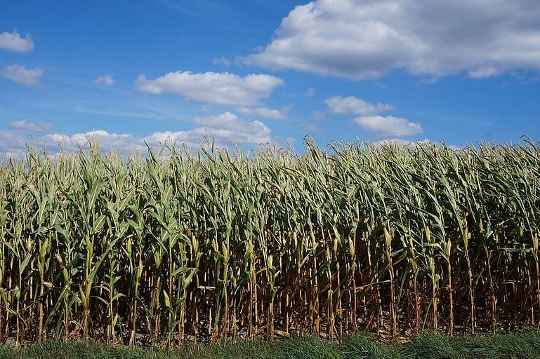 Семена кукурузы «Воронежский 160 СВ» гибрид F1 ОПТ фото 1