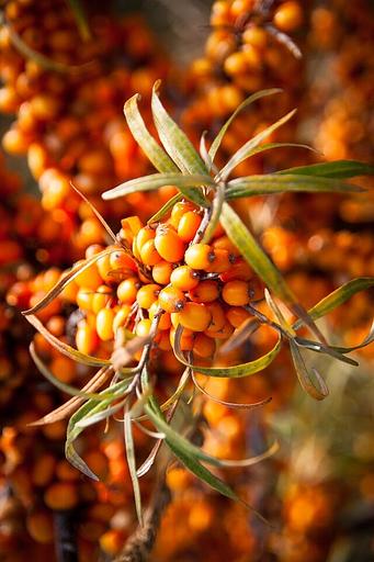 Экстракты CO2 Облепиха (ягода), опт фото 1