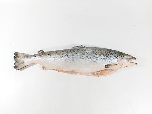 Рыба свежемороженная Лосось потрашеная с/г 6/7, опт фото 1