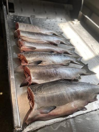 Рыба свежемороженная Горбуша ПБГ УМЗ, опт фото 1