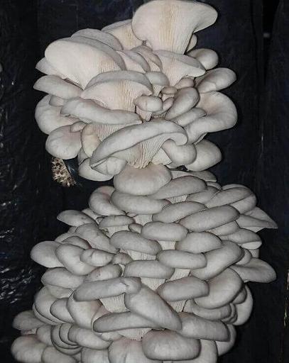 Мицелий гриба вешенки, штамм Нк-35 фото 1