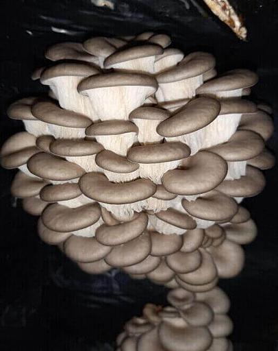 Мицелий гриба вешенки, штамм Р53 ОПТ фото 1