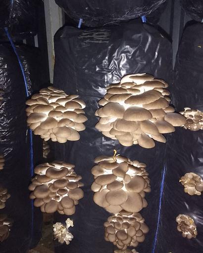 Мицелий гриба вешенки штамм Р14 фото 1