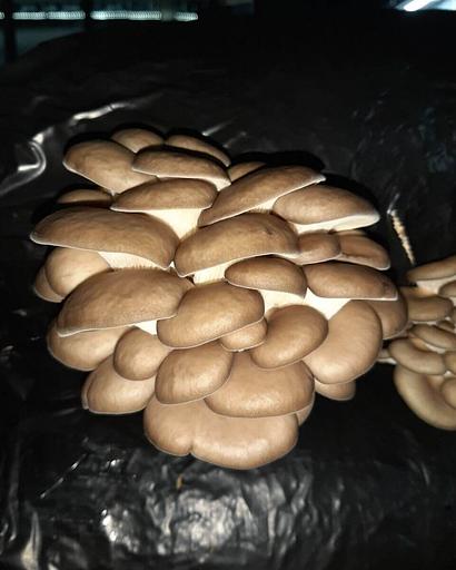 Мицелий гриба вешенки штамм Р80 фото 1