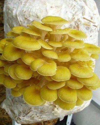 Мицелий гриба, вешенка лимонная ОПТ фото 1