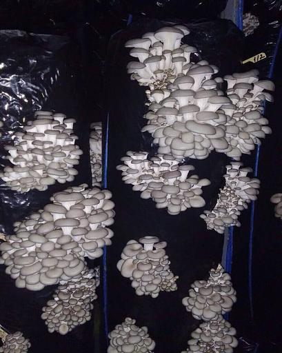Мицелий гриба вешенки штамм Р58 ОПТ фото 1