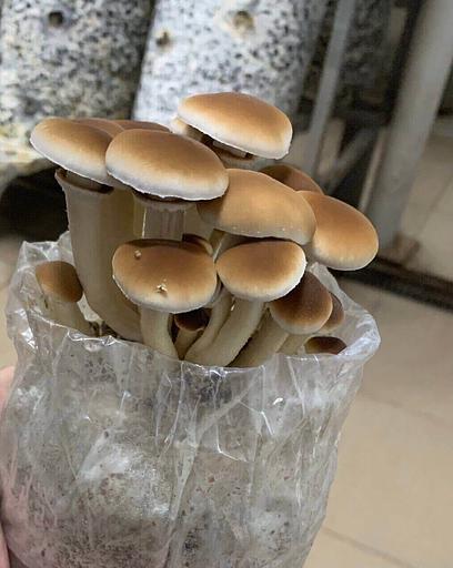 Мицелий гриба, опёнок тополиный ОПТ фото 1