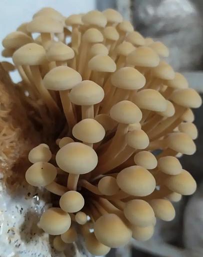 Мицелий гриба, опёнок зимний ОПТ фото 1