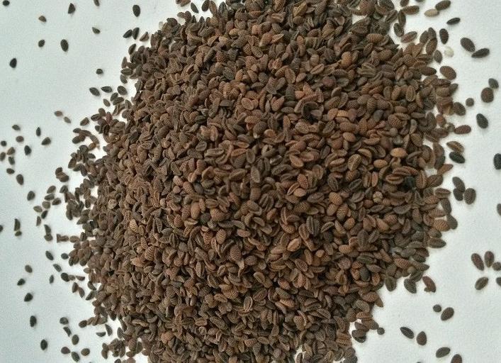 Посевные семена фацелии фото 1