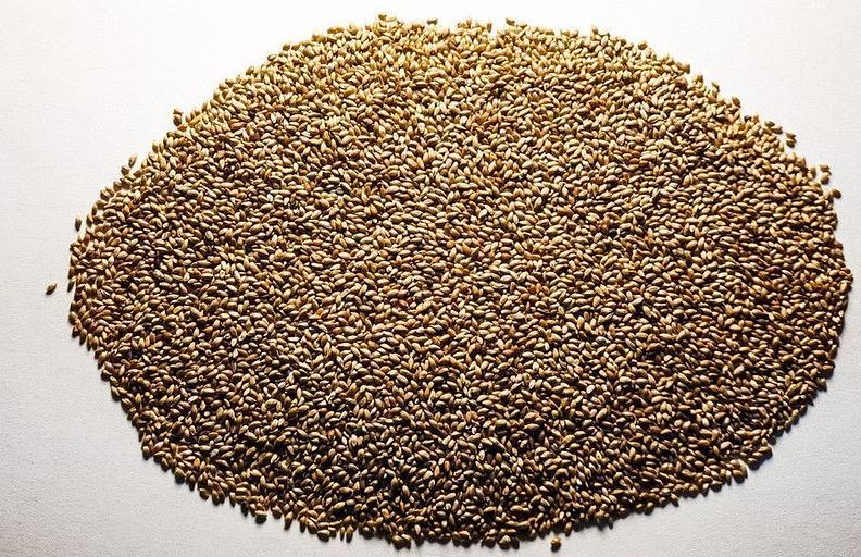 Посевные семена тимофеевки фото 1