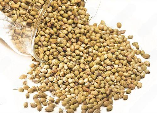 Кориандр зерно фото 1