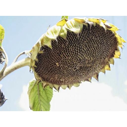 Семена подсолнечника гибрида П62ЛЛ109 ОПТ фото 1