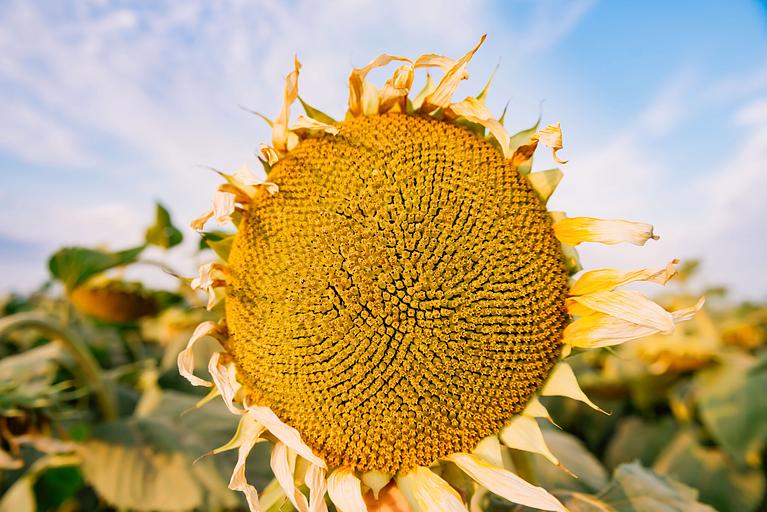 Семена подсолнечника гибрида LG 5478 ОПТ фото 1