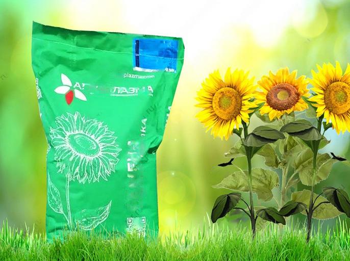 Семена гибрида подсолнечника «Юлия» ОПТ фото 2